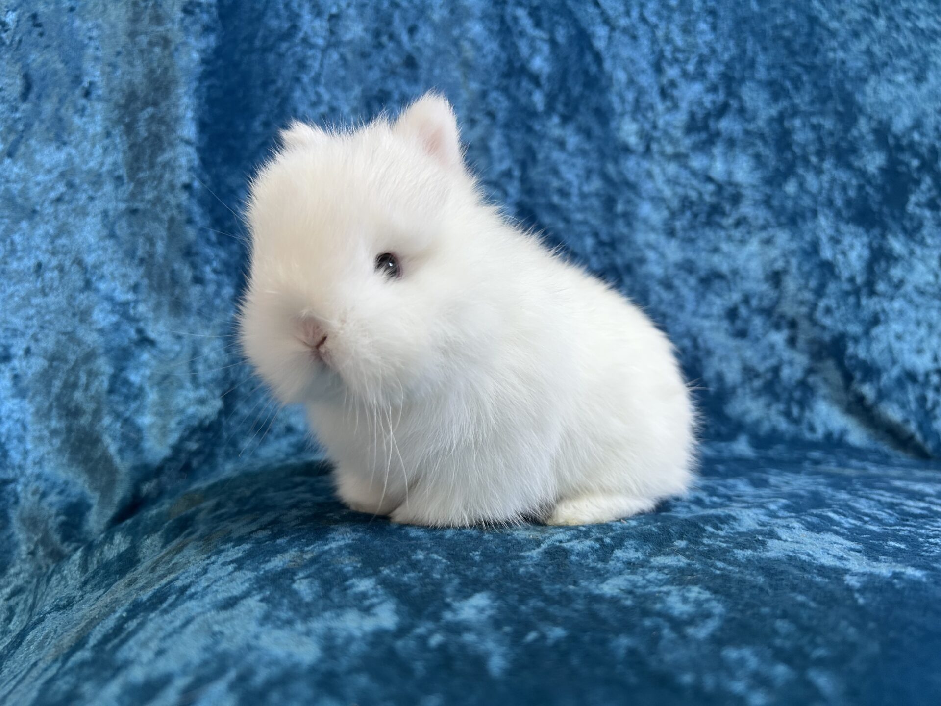 Choco Chip Rabbitry