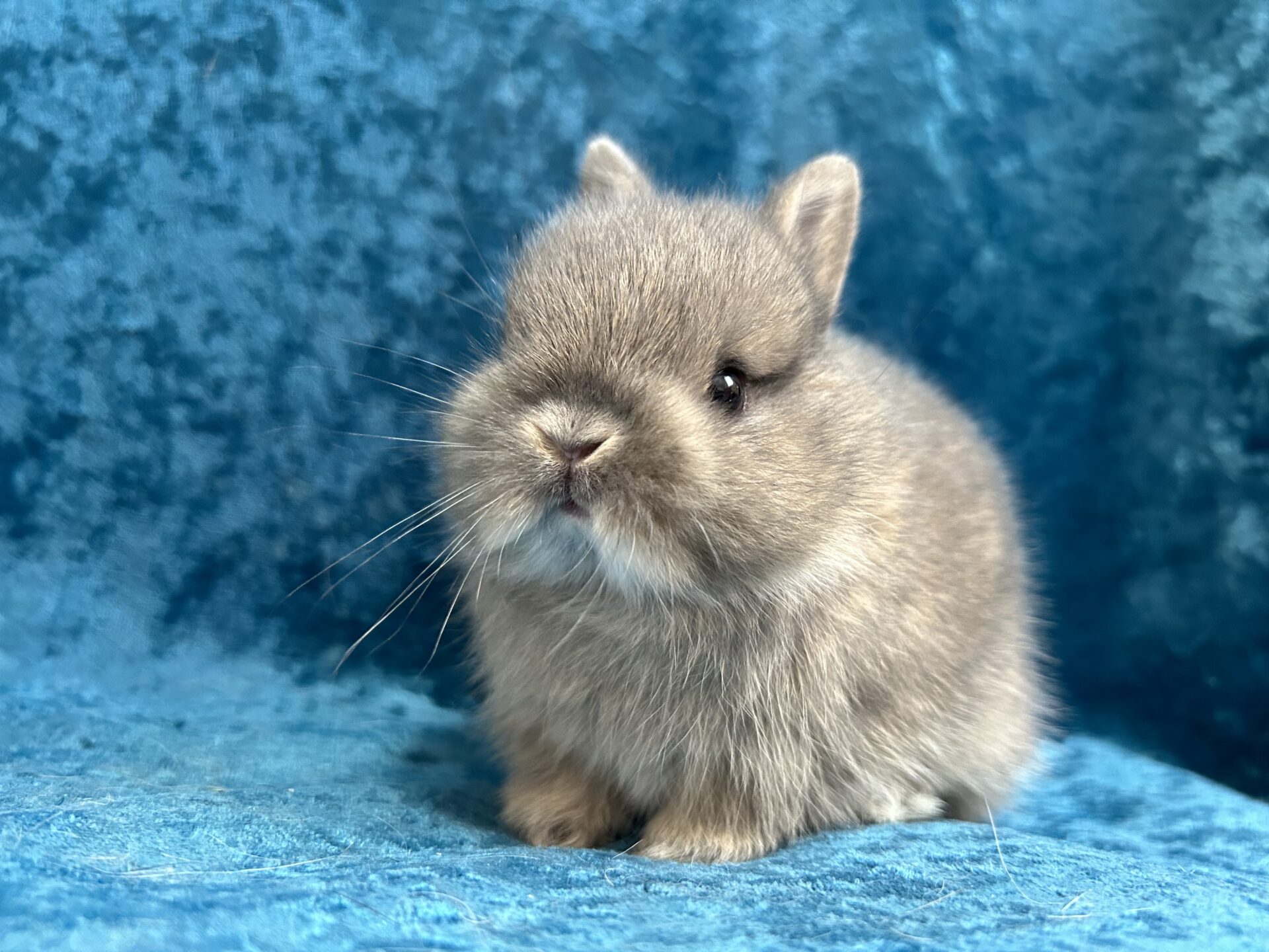Choco Chip Rabbitry