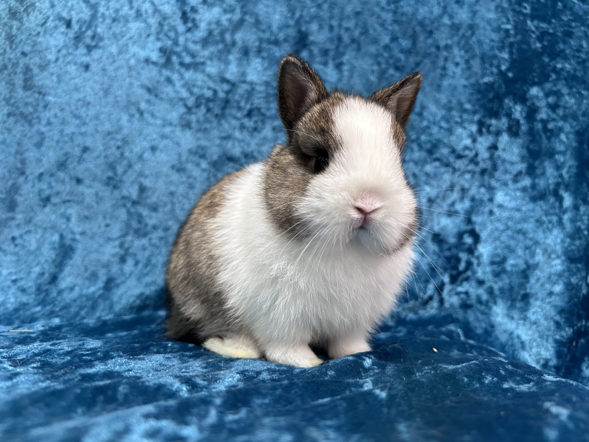 Choco Chip Rabbitry