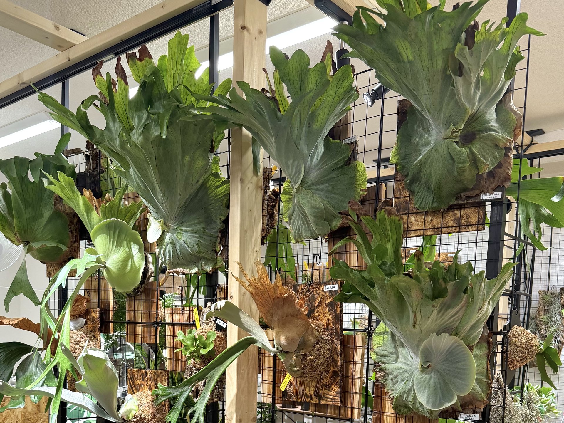 BLOOM Balloon&Plants SHOP
